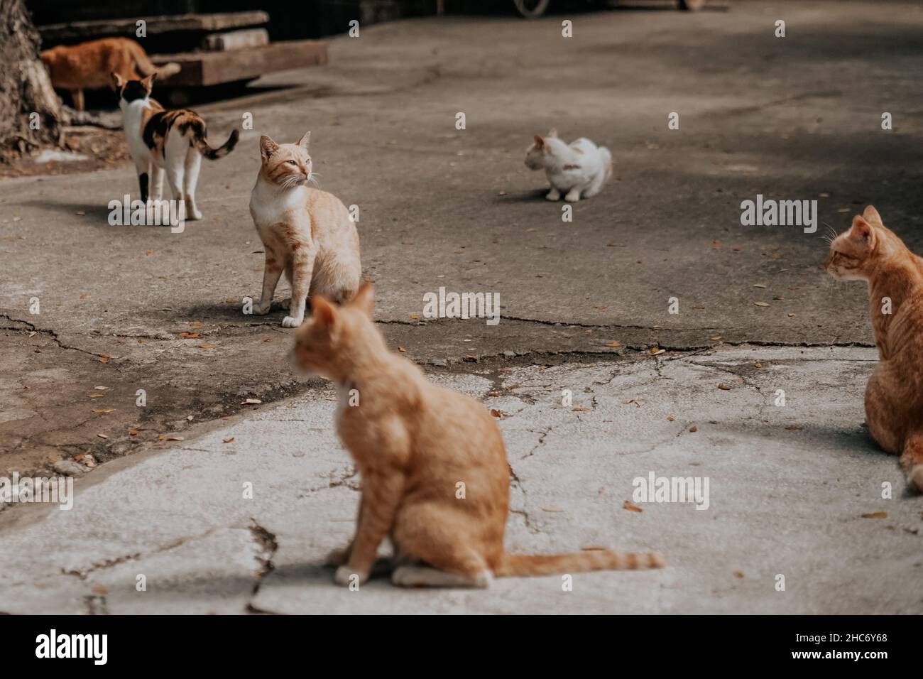 Il colpo di luce del giorno dei gatti bianchi e dello zenzero nel cortile Foto Stock