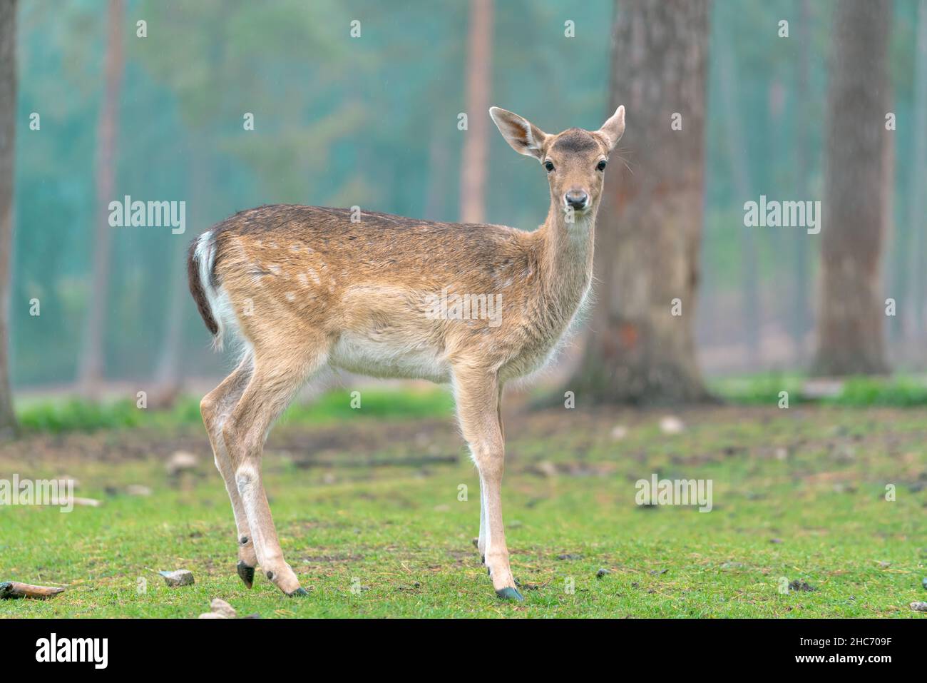 Messa a fuoco poco profonda di una giovane femmina che osserva il cervo in piedi in un prato che guarda nella fotocamera Foto Stock
