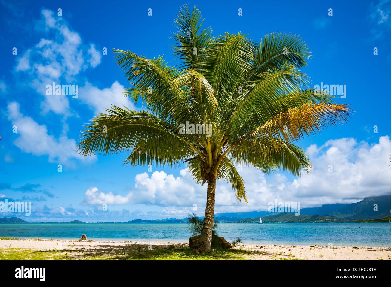 Albero di cocco su una spiaggia tropicale su uno sfondo di cielo blu in una giornata di sole in Oahu Hawaii Foto Stock