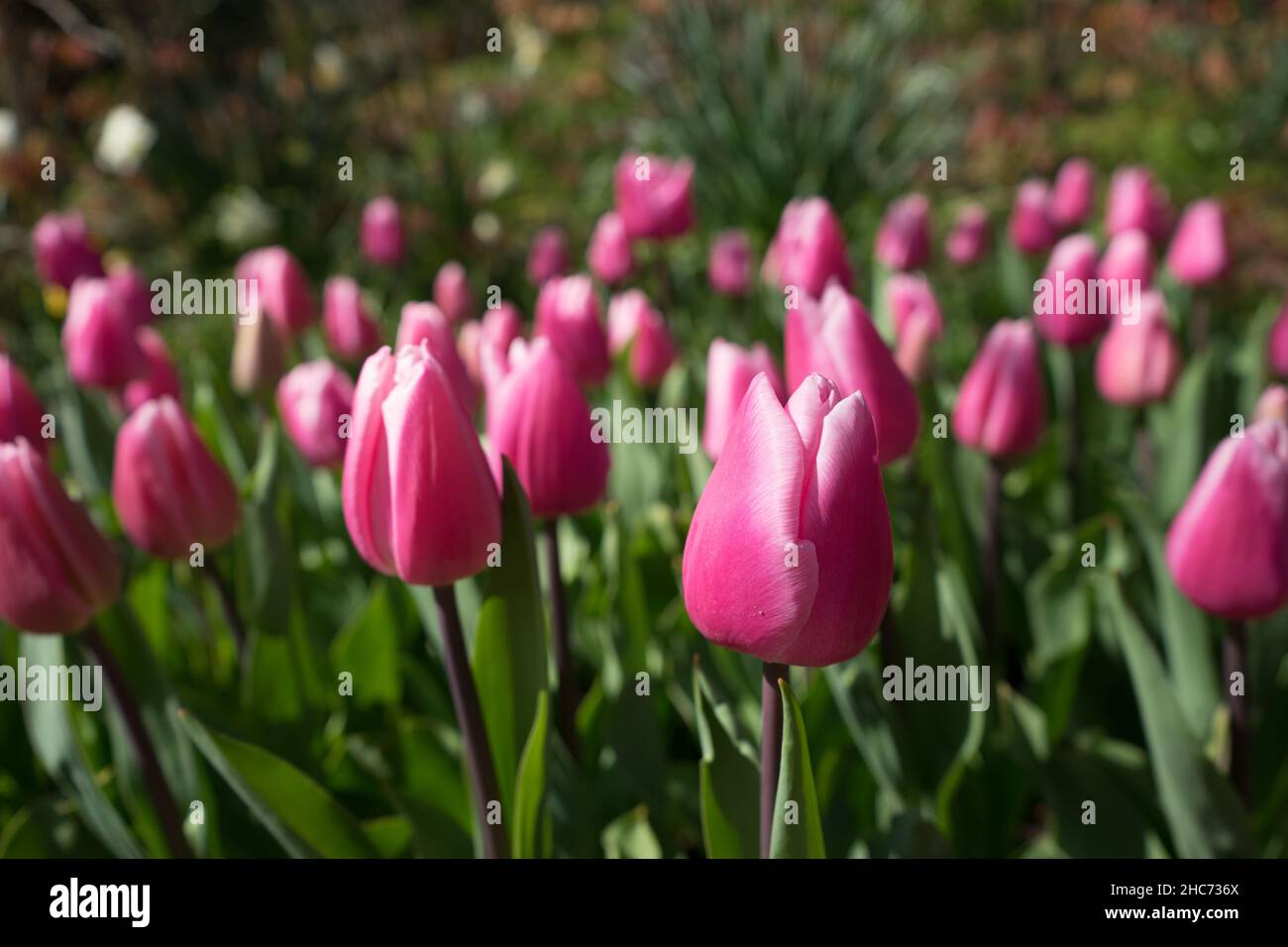 Rosa e rose tulipani colorati in un giardino a Lisse, Paesi Bassi, l'Europa con l'erba su un luminoso giorno di estate Foto Stock