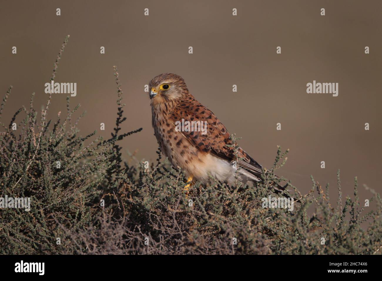Kestrel sedette su un cespuglio nell'habitat semi-desertico di Lanzarote, ci sono piccoli mammiferi disponibili come preda ma molto più lucertole. Foto Stock