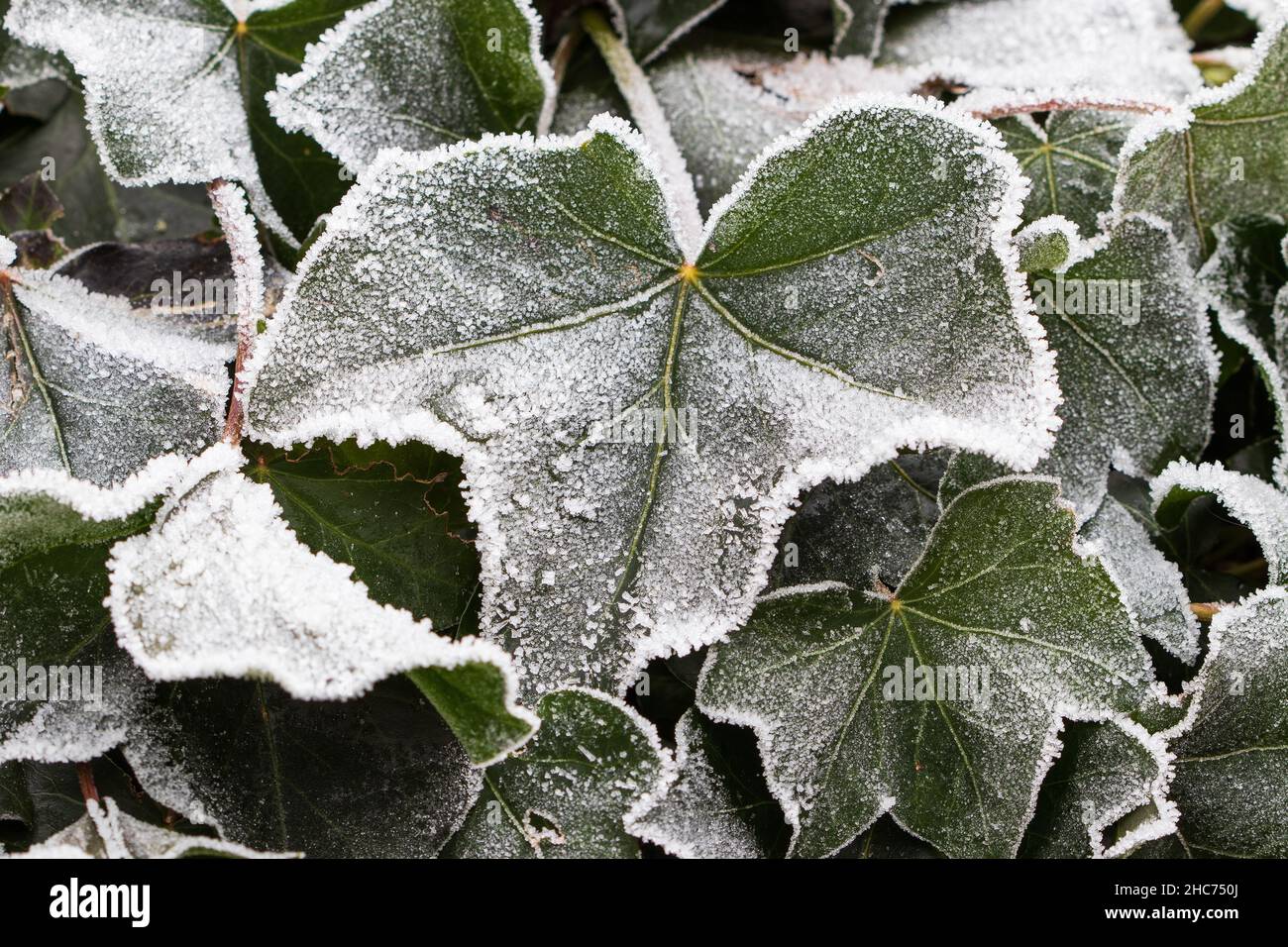 foglie d'ivy con gelo bianco nel giardino d'inverno Foto Stock