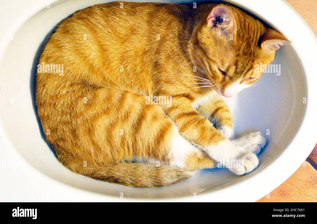Gatto rosso si stese in un piccolo bagno per fare una doccia, sfondo Foto  stock - Alamy