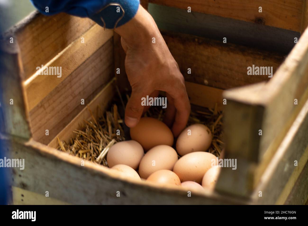 dettaglio verticale della mano di un agricoltore che raccoglie le uova dal paniere delle galline. Foto Stock
