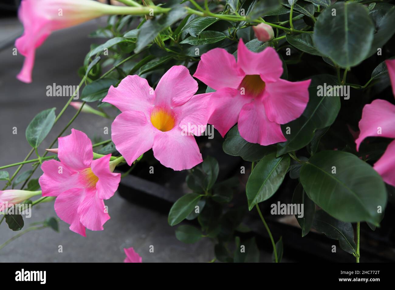 Primo piano di fiori rosa su una pianta Dipladenia Foto Stock