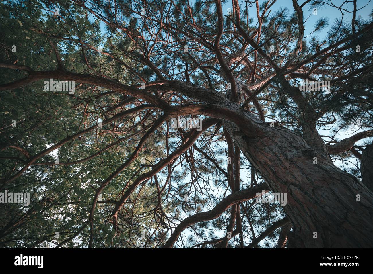 Basso angolo shot di un pino jack nella foresta in autunno Foto Stock