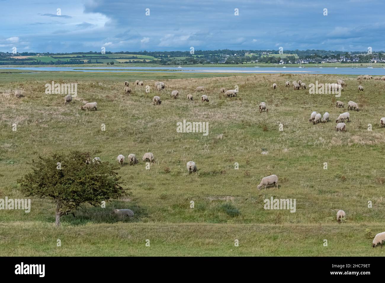 Bel paesaggio a Agon-Coutainville in Normandia, la pointe d’Agon, con pecore sulla brughiera Foto Stock