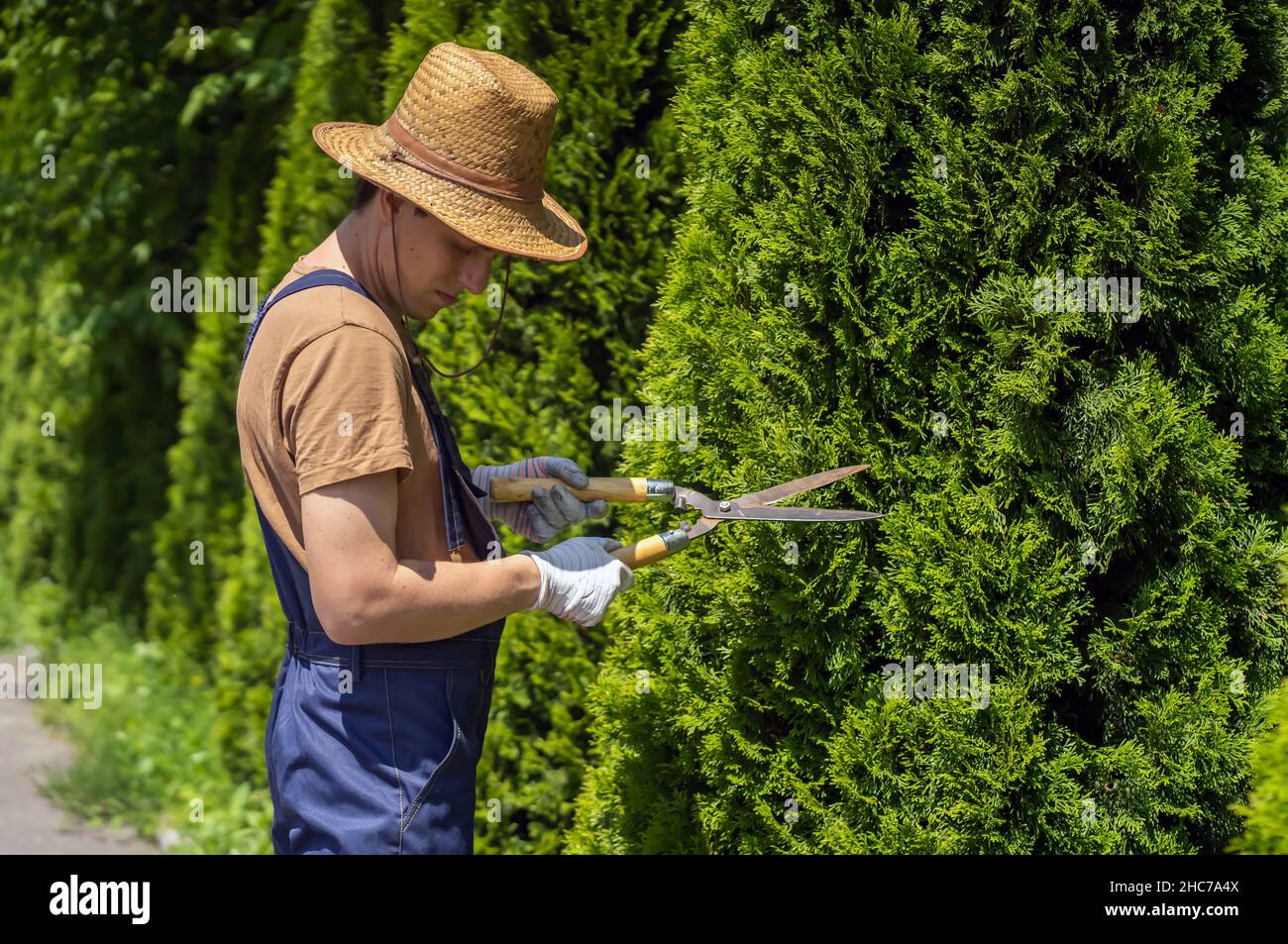 Un giardiniere professionista sta tagliando un albero di thuja per una forma migliore Foto Stock