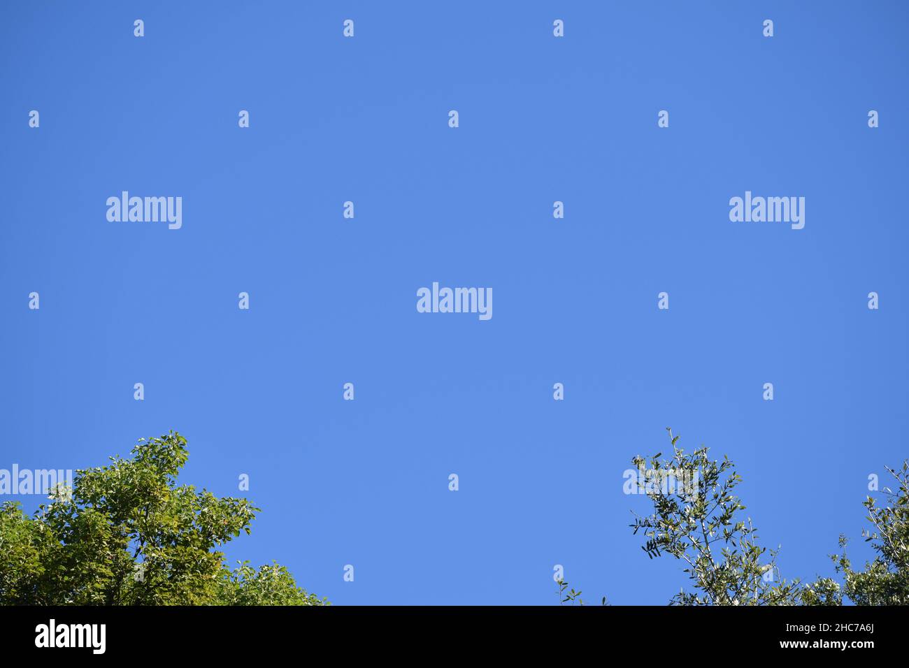 Il cielo azzurro chiaro contrasta con le foglie di quercia verde. Foto Stock