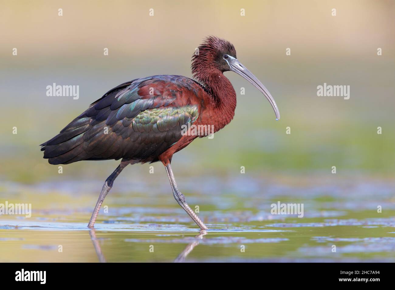 Glossy Ibis (Plegadis falcinellus), vista laterale di un adulto in piedi in acqua, Campania, Italia Foto Stock