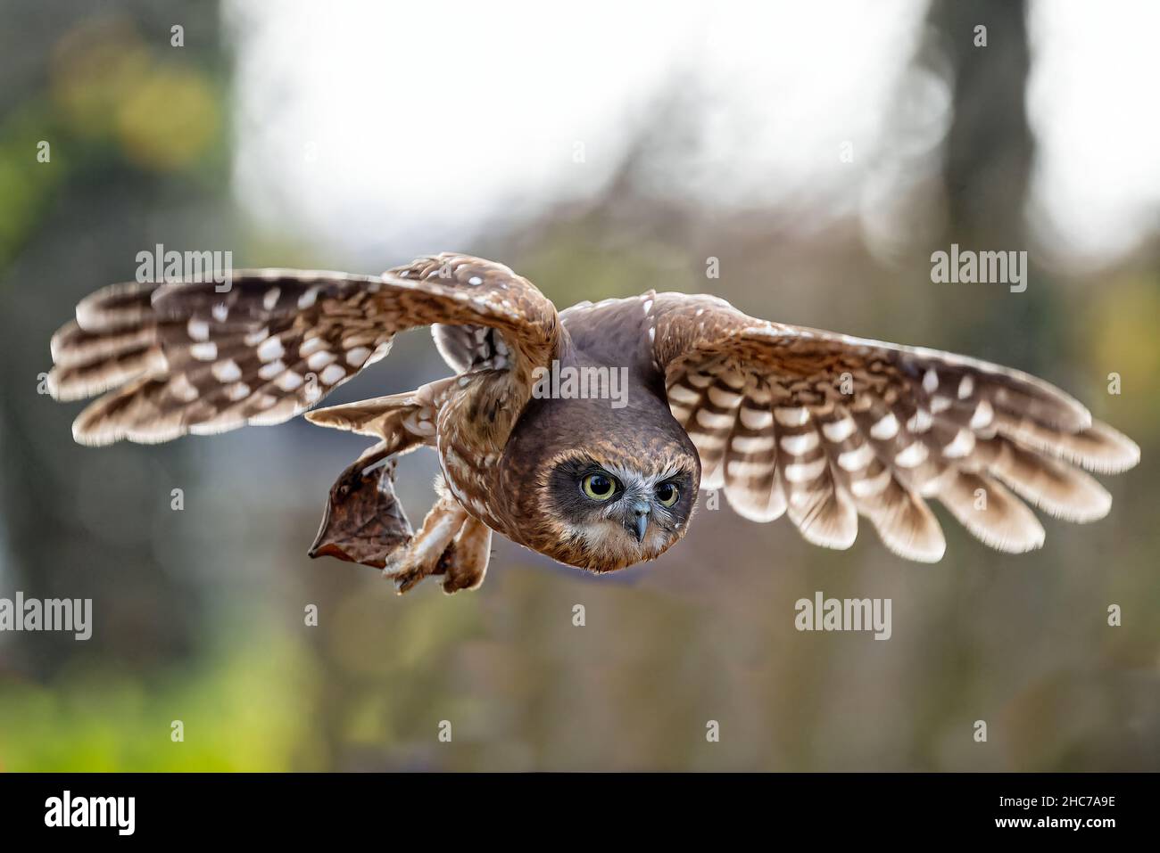 Primo piano di Brown Owl che scivola con le ali sparse, Foto Stock