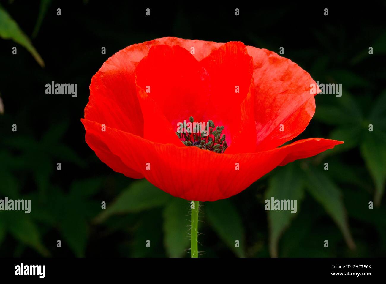 Un singolo papavero rosso (papaver roeas) in piena fioritura in un giardino a Nanaimo, Vancouver Island, BC, Canada nel mese di luglio Foto Stock