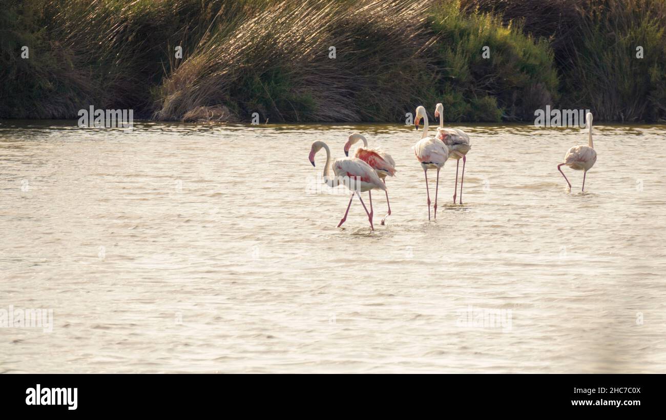 Un'immagine di un fenicottero a Camargue Francia Foto Stock