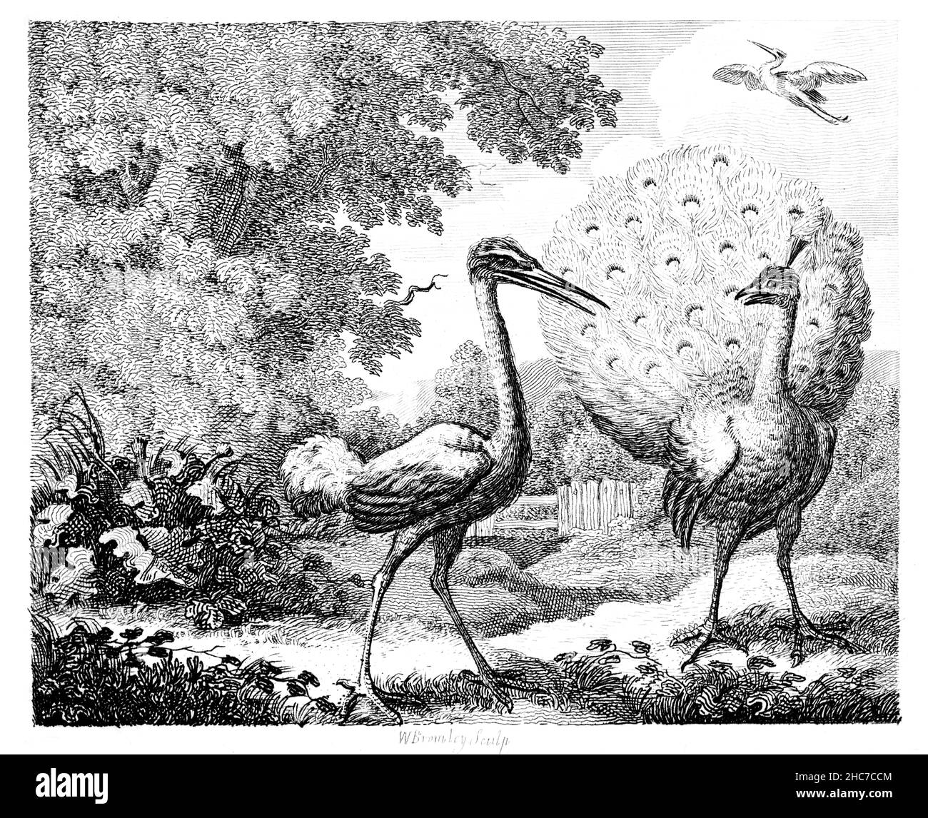 Illustrazione incisa del Peacock e della Crane, con la morale, è meglio essere utile che bello, dalla prima edizione del 1793 Della A di Stockdale Foto Stock