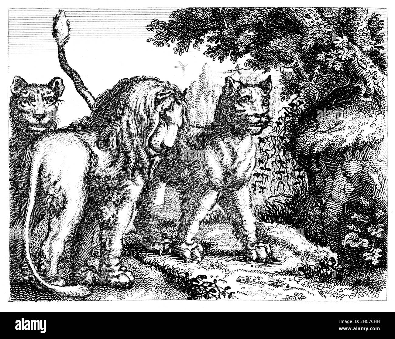 Illustrazione incisa del matrimonio fatale, una storia di scelta saggia di partner di vita, dalla prima edizione del 1793 delle favole di Aesop di Stockdale Foto Stock