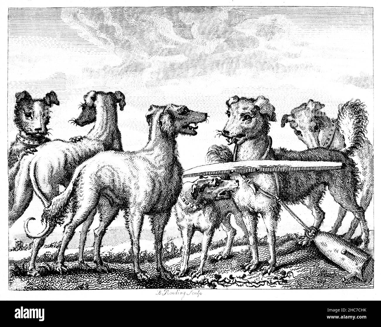 Illustrazione incisa del cane malizioso, un racconto di un cane che morde la gente che ha campanello d'avvertimento legato al collo rotondo, mostrando notorietà è spesso mi Foto Stock