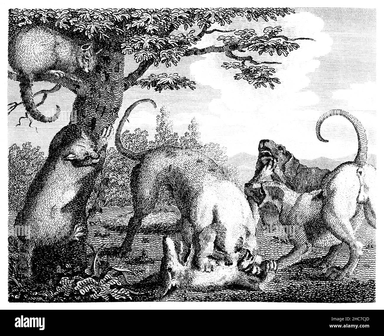 Illustrazione incisa del gatto e della volpe, un racconto di avere una strategia di successo, piuttosto che dover scegliere tra molti, da 1793 First Editio Foto Stock