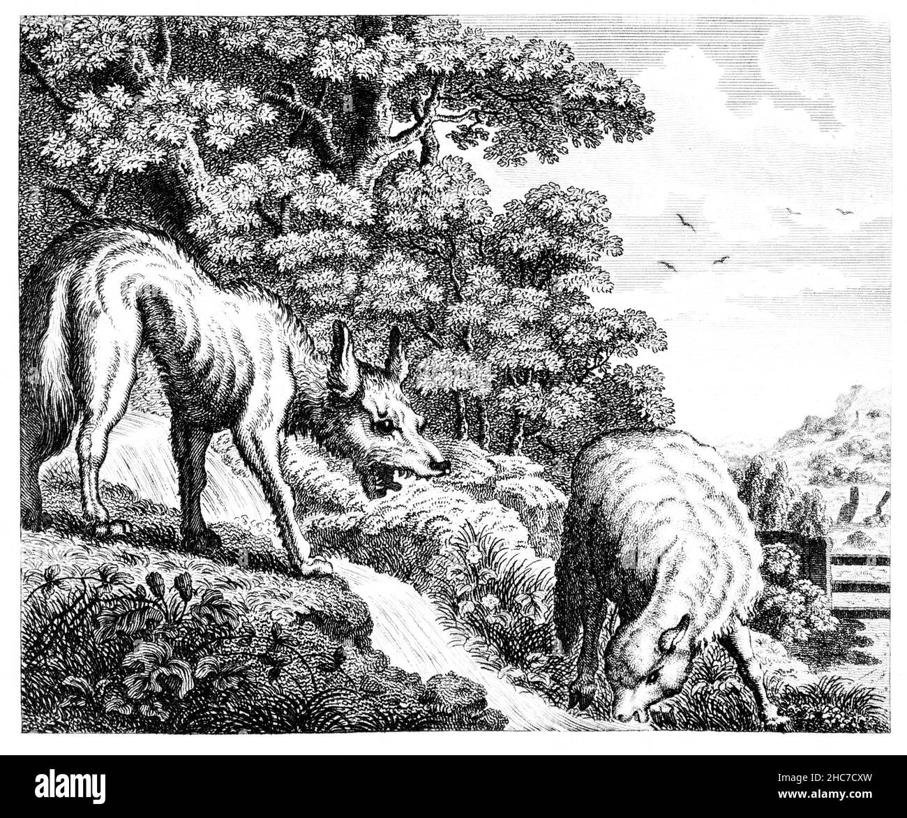 Illustrazione incisa del Wolf e dell’Agnello, racconto dell’ingiustizia, della prima edizione del 1793 delle favole di Aesop di Stockdale Foto Stock