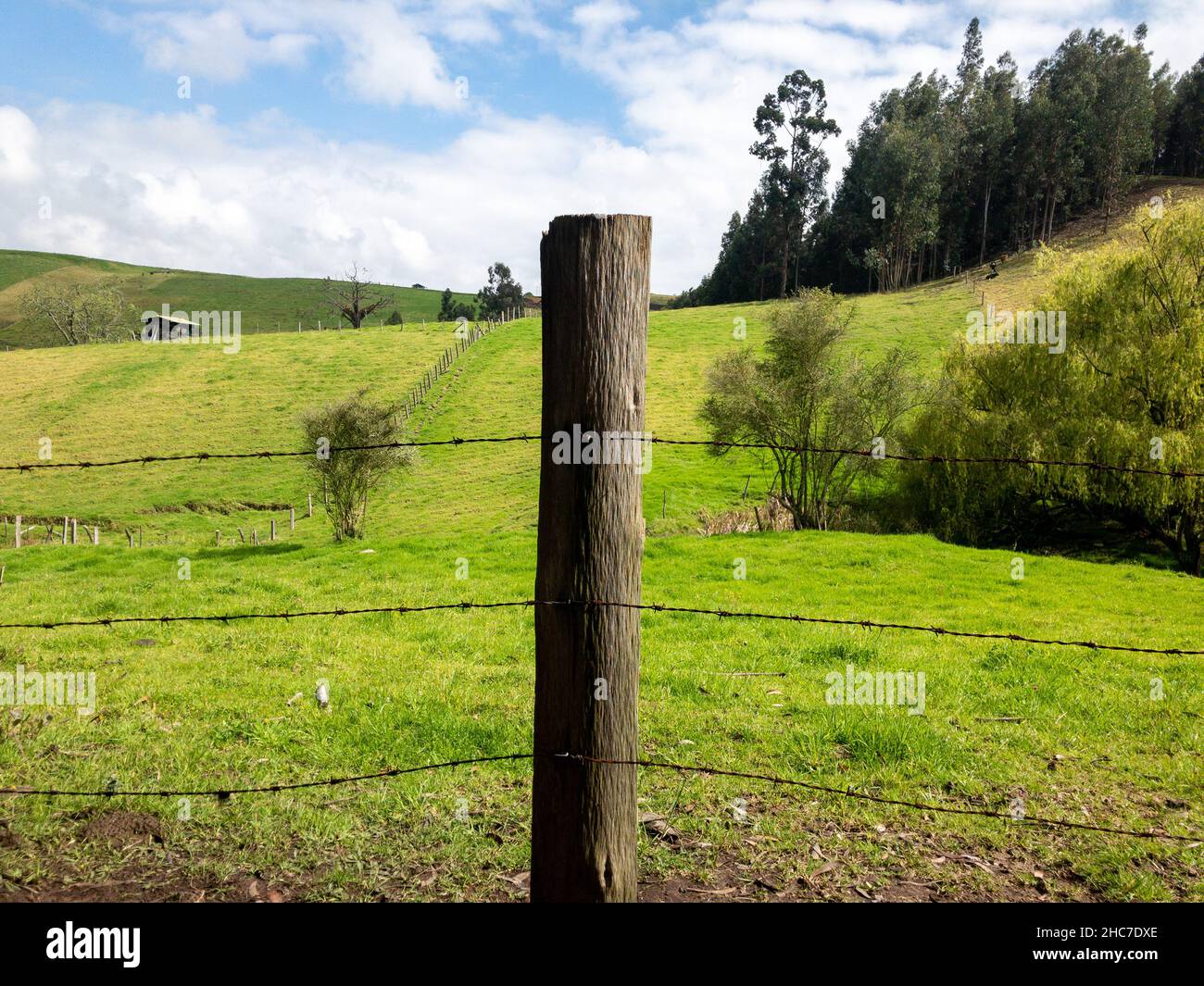 Primo piano di nodi affilati legati su un palo di legno che protegge il terreno agricolo Foto Stock