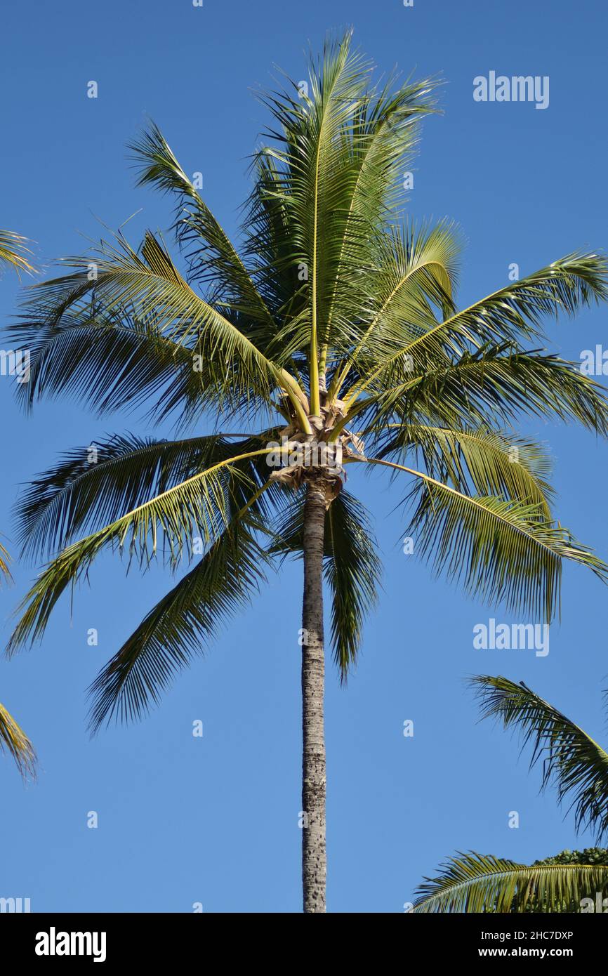 Inquadratura ad angolo basso di una palma contro uno sfondo blu cielo senza nuvole Foto Stock