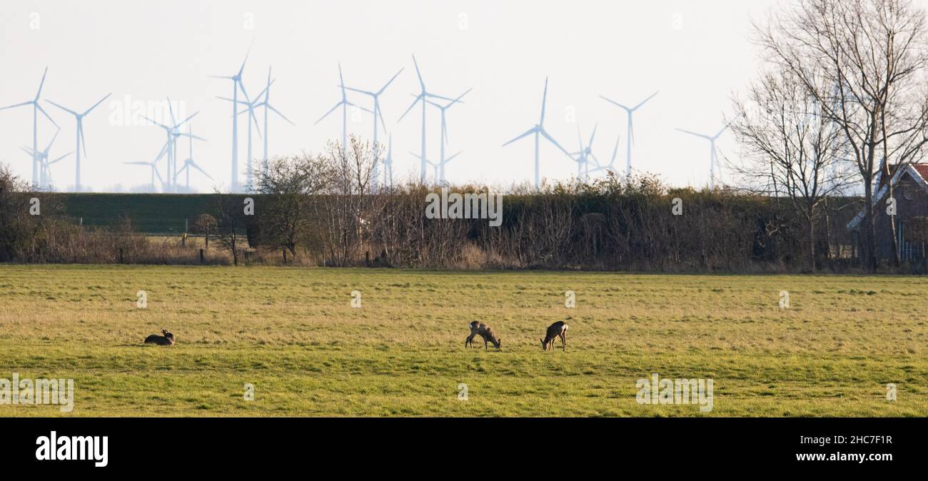 Due cervi che pascolo in un campo e un coniglio che siede accanto a loro con mulini a vento elettrici sulla parte posteriore Foto Stock