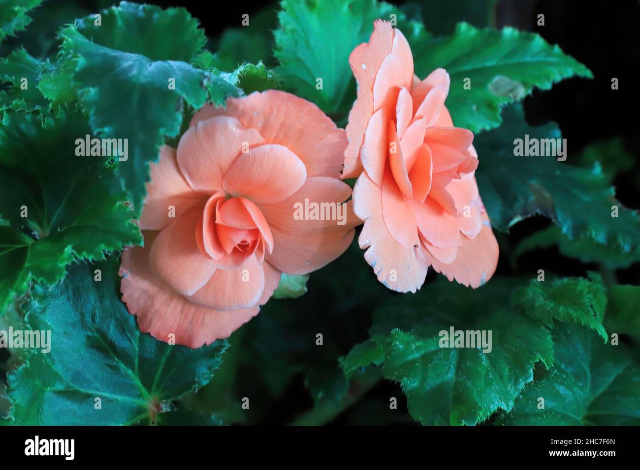 Macro di fiori rosa su una pianta di Begonia Foto Stock
