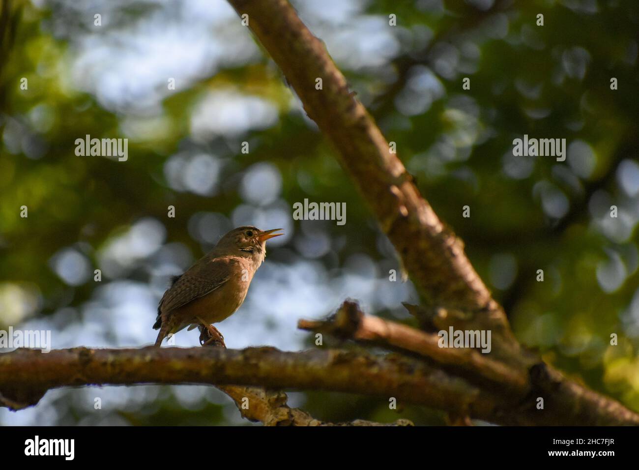 Casa wren, Troglodytes aedon, arroccato in un albero a Buenos Aires Foto Stock