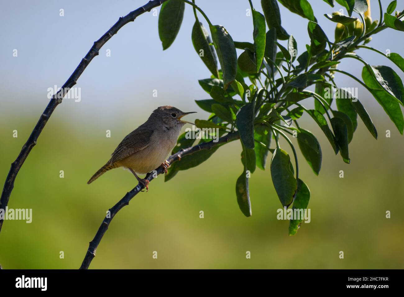 Casa Wren, Troglodytes aedon, arroccato in un cespuglio a Buenos Aires Foto Stock