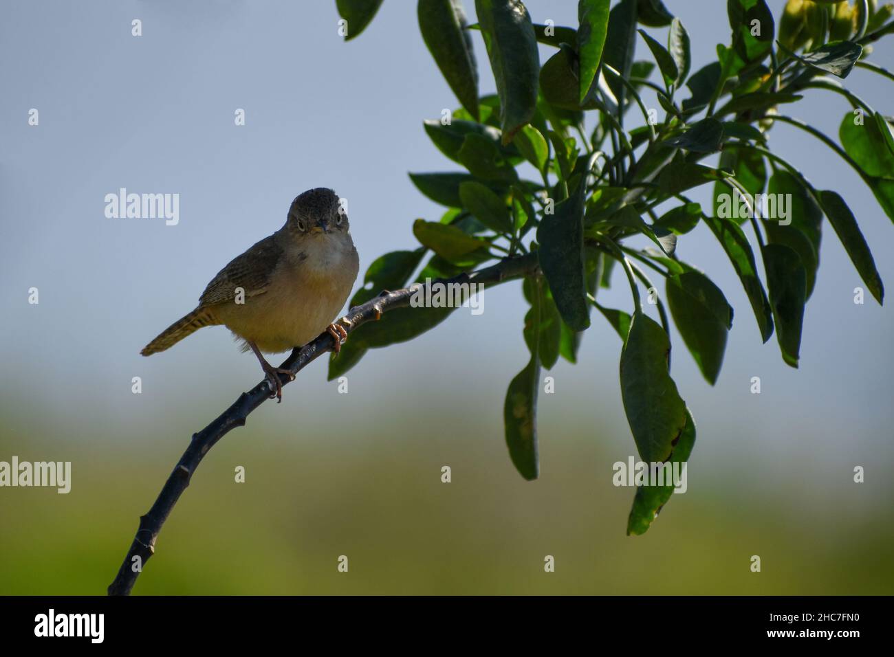 Casa Wren, Troglodytes aedon, arroccato in un cespuglio a Buenos Aires Foto Stock