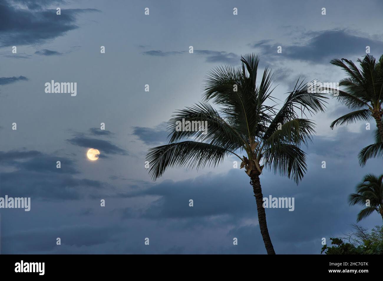 Primo piano dell'impostazione luna piena con la parte superiore di una palma. Foto Stock