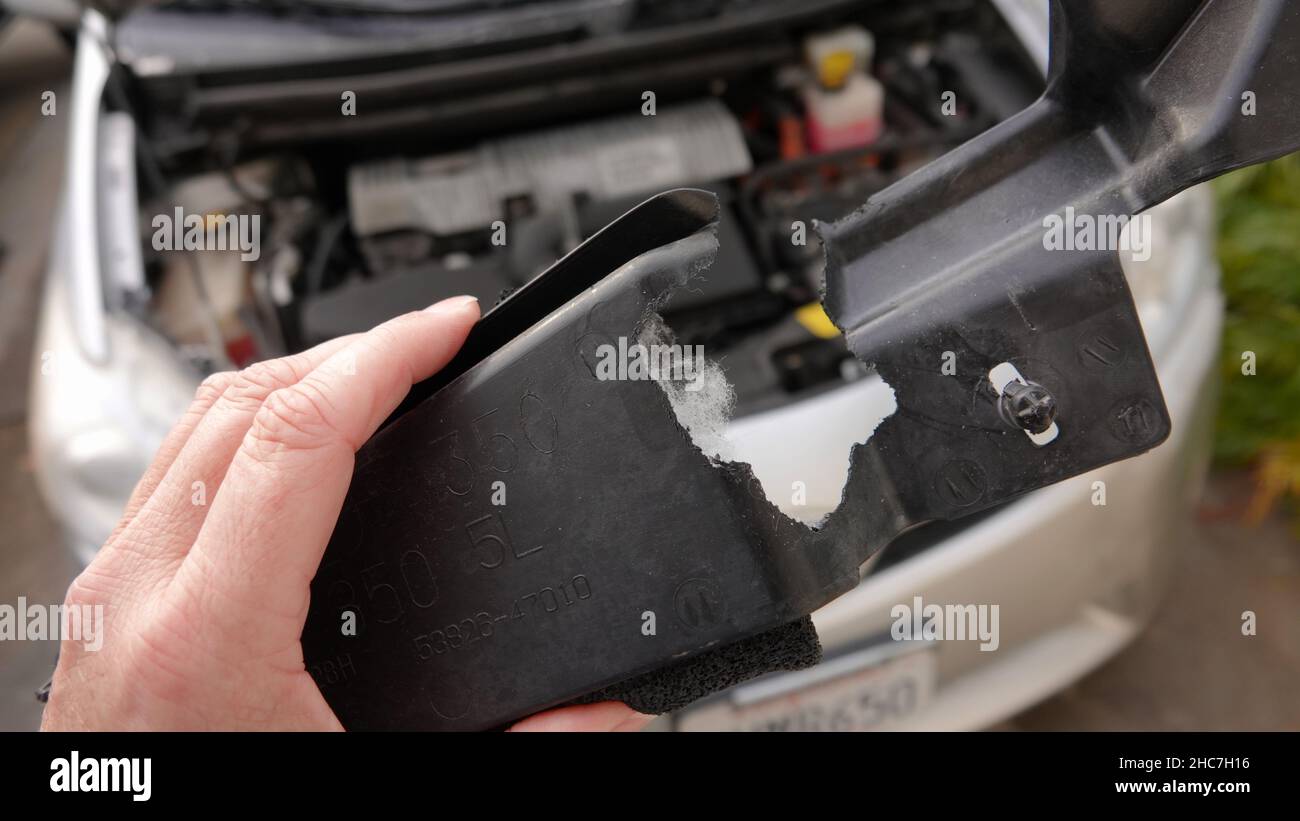 Primo piano della mano che tiene un pezzo di automobile masticato attraverso dai roditori che nidificano sotto il cofano Foto Stock