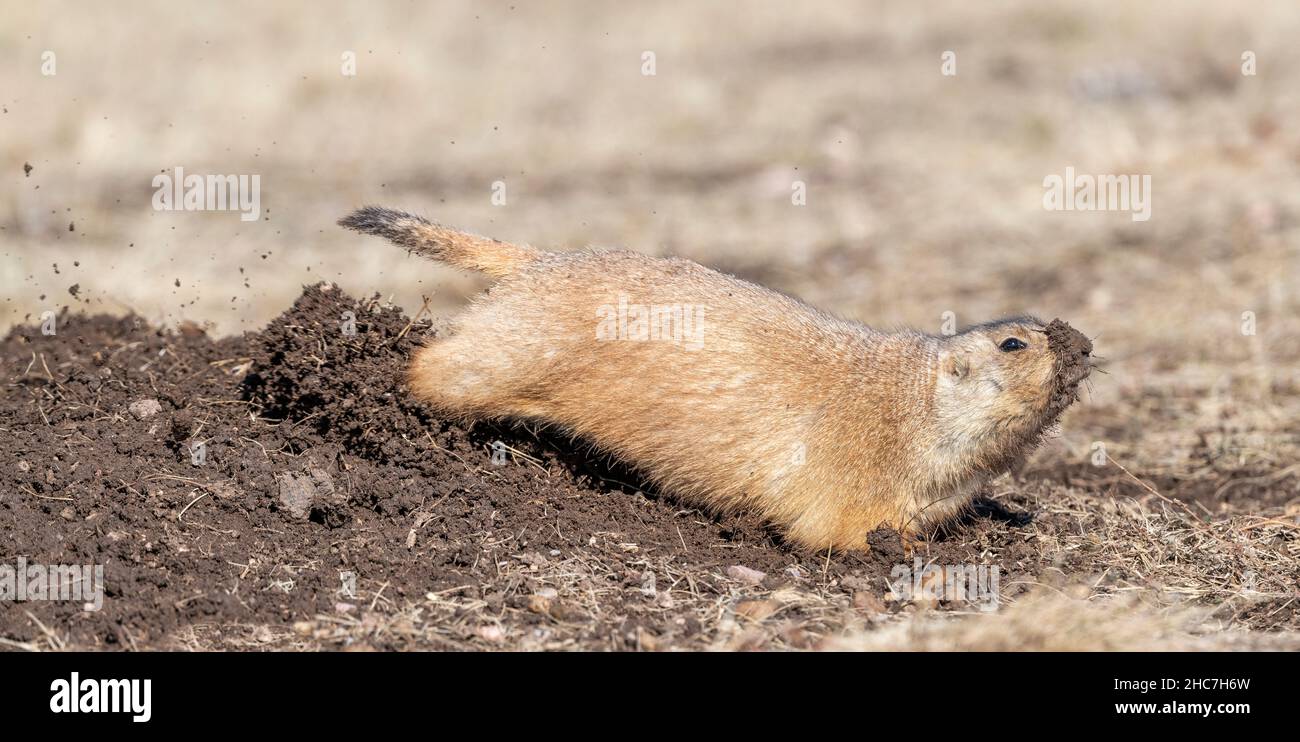 Un cane da prateria dalla coda nera (Cynomys ludovicianus), sporco di pulizia vicino all'ingresso della zona, autunno, Wind Cave National Park, South Dakota, USA, di Dominique B. Foto Stock