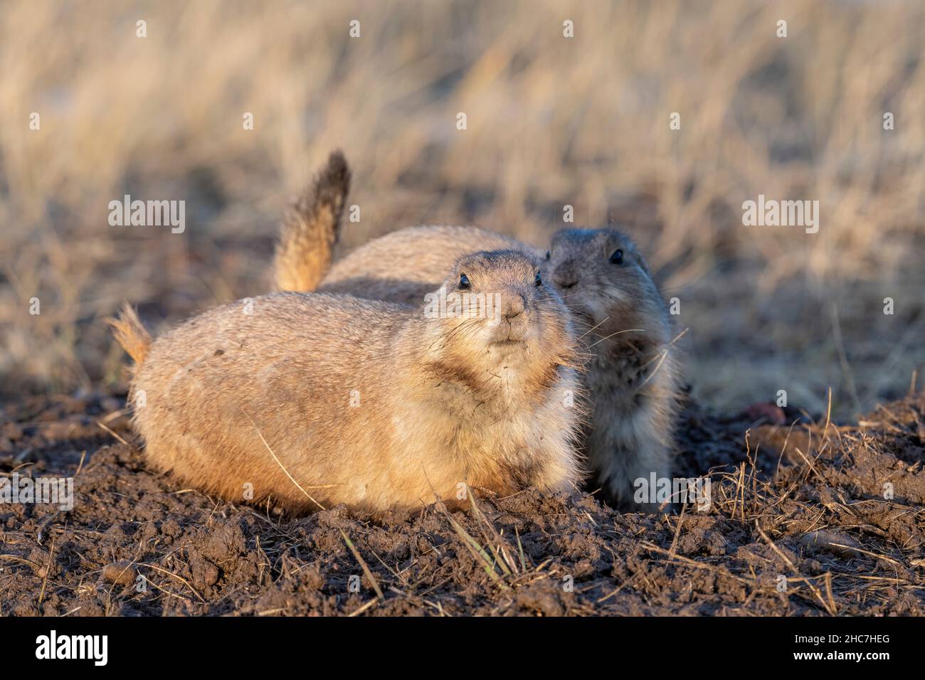 Cani da prateria dalla coda nera (Cynomys ludovicianus), Autunno, Wind Cave National Park, South Dakota, USA, di Dominique Braud/Dembinsky Photo Assoc Foto Stock