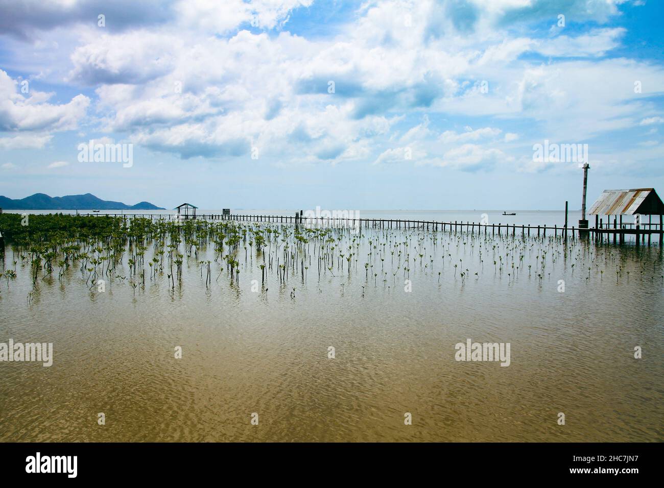 Bel colpo di piantine di mangrovie di recente piantato in un santuario di mangrovie a Kampot, Cambogia Foto Stock