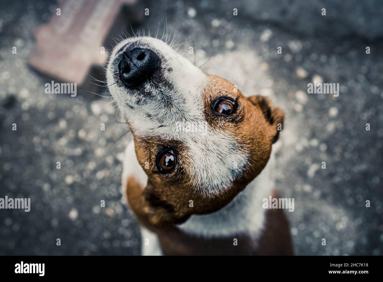 Scatto ad angolo alto di un cane carino, marrone e bianco con uno sfondo sfocato Foto Stock