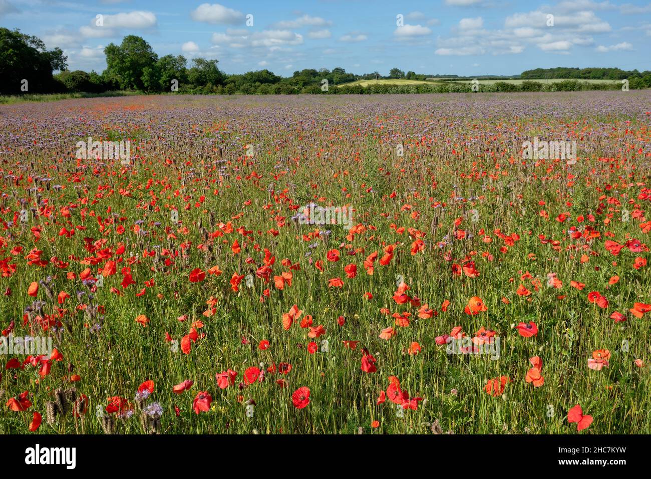 Fiori selvatici colorati in un campo Foto Stock