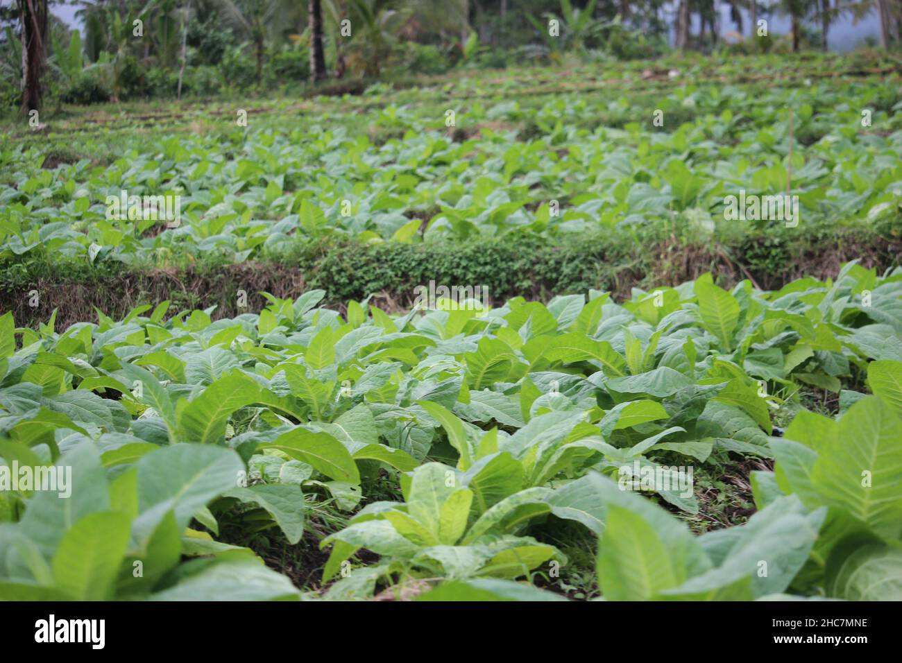 le piante di tabacco verde hanno ancora molto tempo da mietere, materiali per la produzione di sigarette Foto Stock
