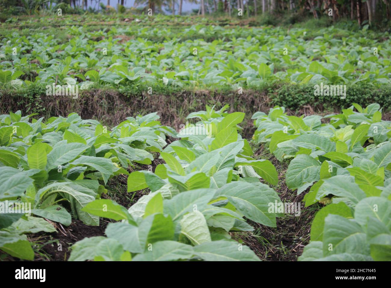 le piante di tabacco verde hanno ancora molto tempo da mietere, materiali per la produzione di sigarette Foto Stock