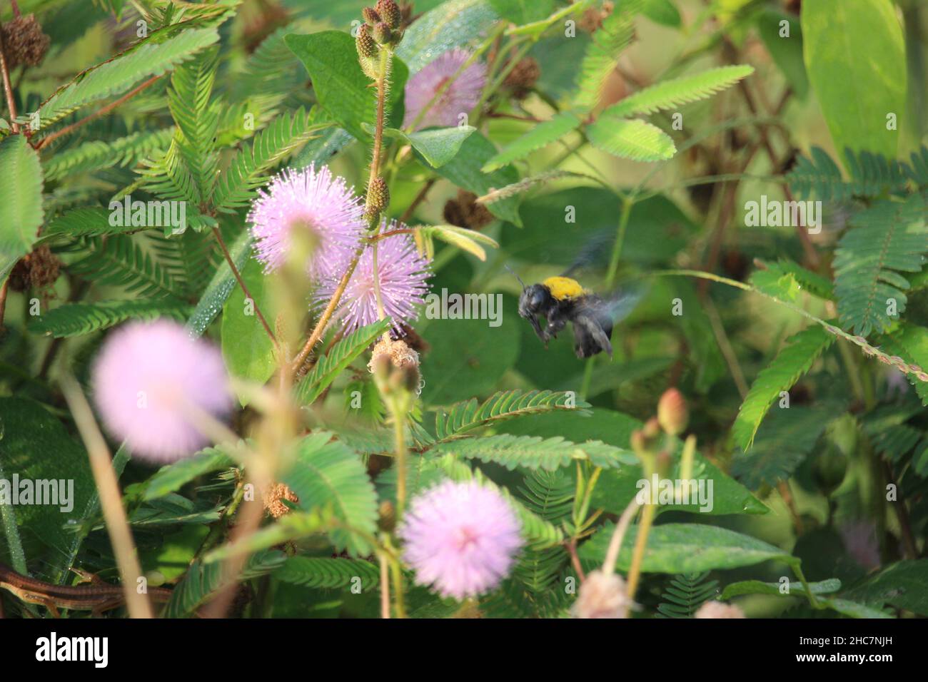 un'ape piccola sta succhiando un fiore rosa nel giardino vicino alla casa per produrre miele Foto Stock