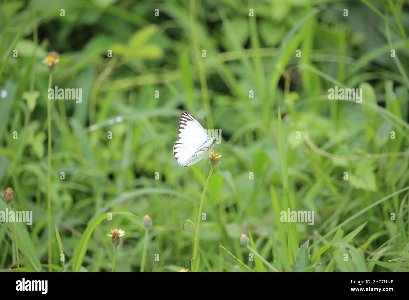 Una farfalla bianca selvaggia che sbarcò su un piccolo fiore selvatico in un parco cittadino vicino ad una casa sul lato della strada è adatto per carta da parati Foto Stock