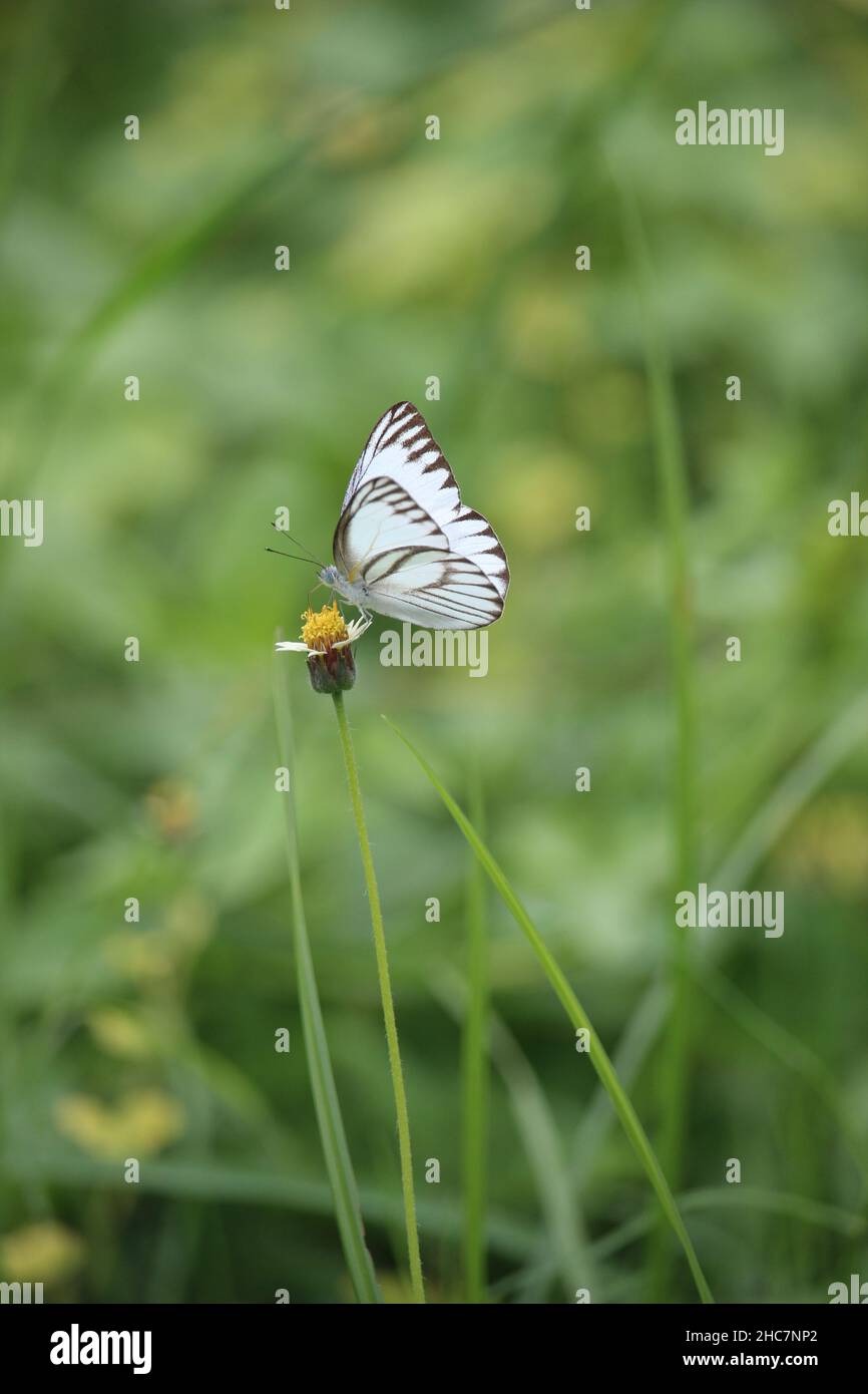 Una farfalla bianca selvaggia che sbarcò su un piccolo fiore selvatico in un parco cittadino vicino ad una casa sul lato della strada è adatto per carta da parati Foto Stock