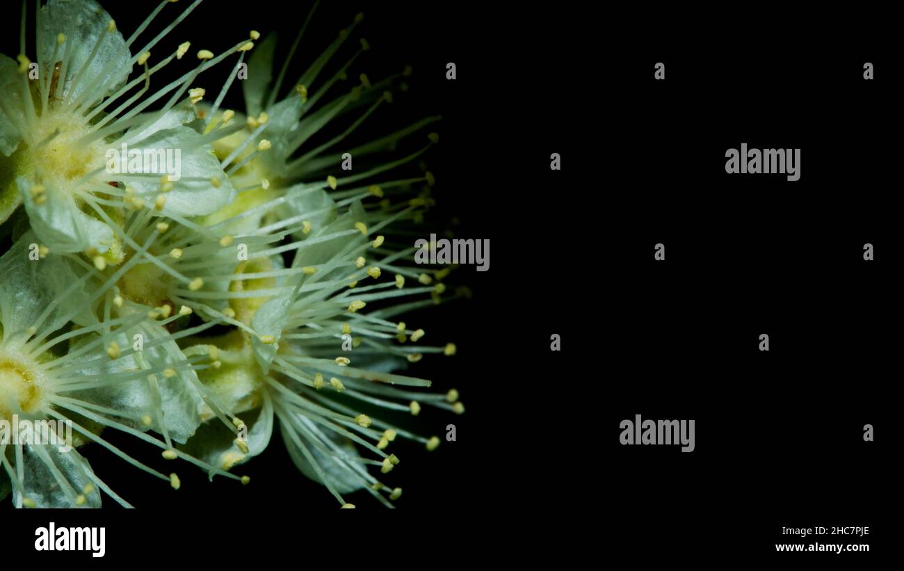 Limone Myrtle Closeup di fiori con sfondo nero più alcune formiche Australia Foto Stock