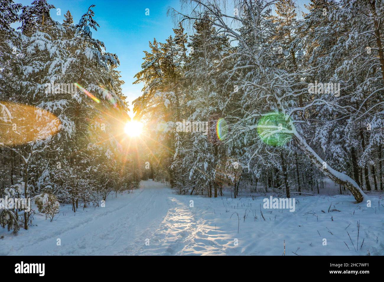 Foresta invernale coperta di neve e sole basso con raggi luminosi. Foto Stock
