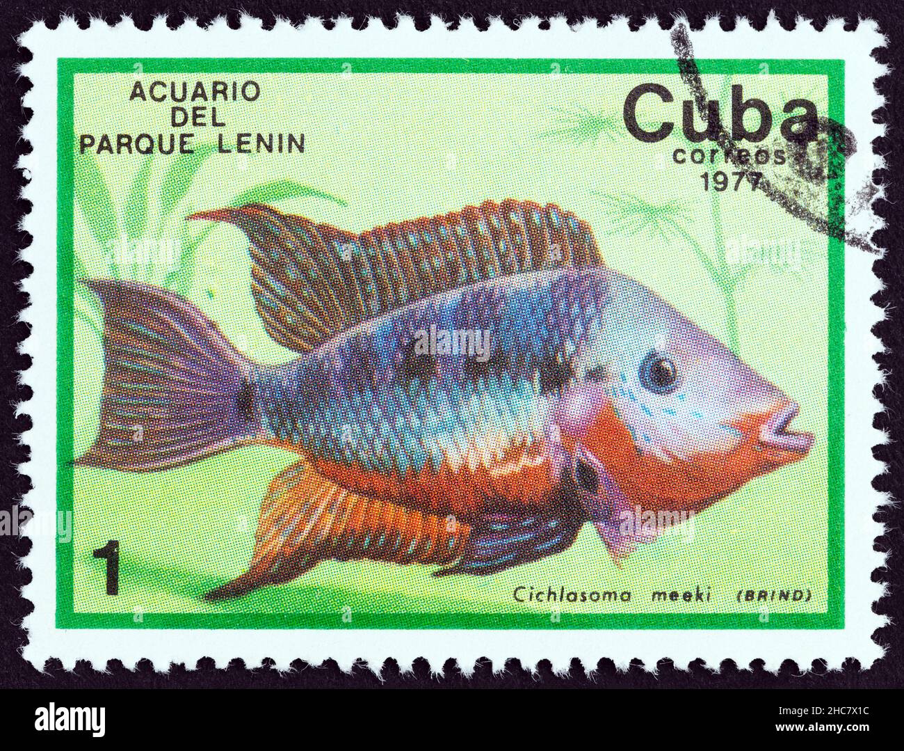 CUBA - CIRCA 1977: Un francobollo stampato a Cuba dal numero 'Fish in Lenin Park Aquarium, l'Avana' mostra un cichlid di Firemouth (Thorichthys meeki) Foto Stock
