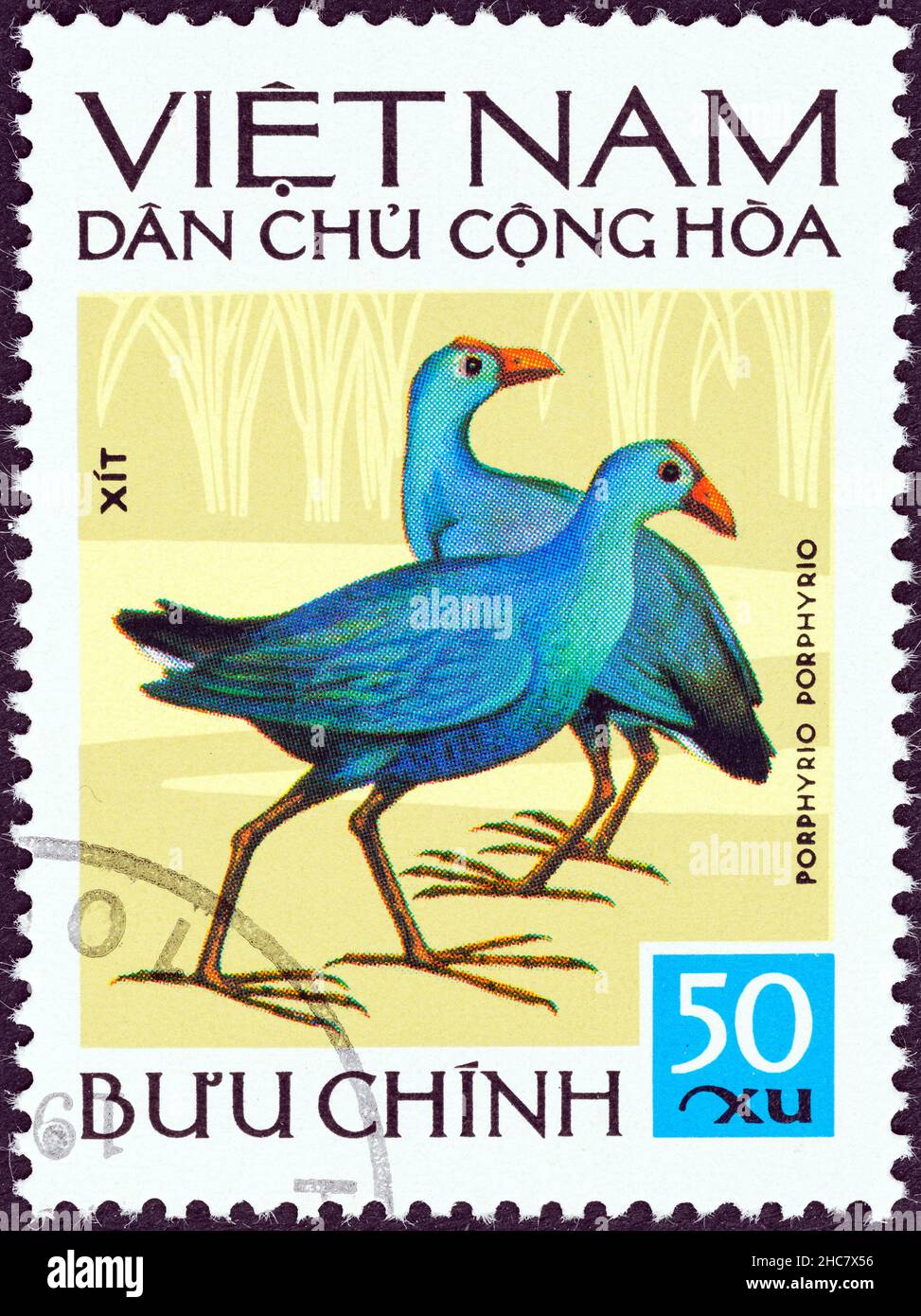 VIETNAM - CIRCA 1972: Un francobollo stampato nel Vietnam del Nord dal numero 'Uccelli vietnamiti' mostra Swamphen viola (Porphirio porphirio), circa 1972. Foto Stock