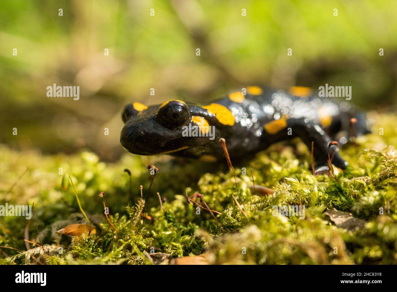 Il salamandro del fuoco (Salamandra salamandra), i Monti Bieszczady, i Carpazi, Polonia. Foto Stock