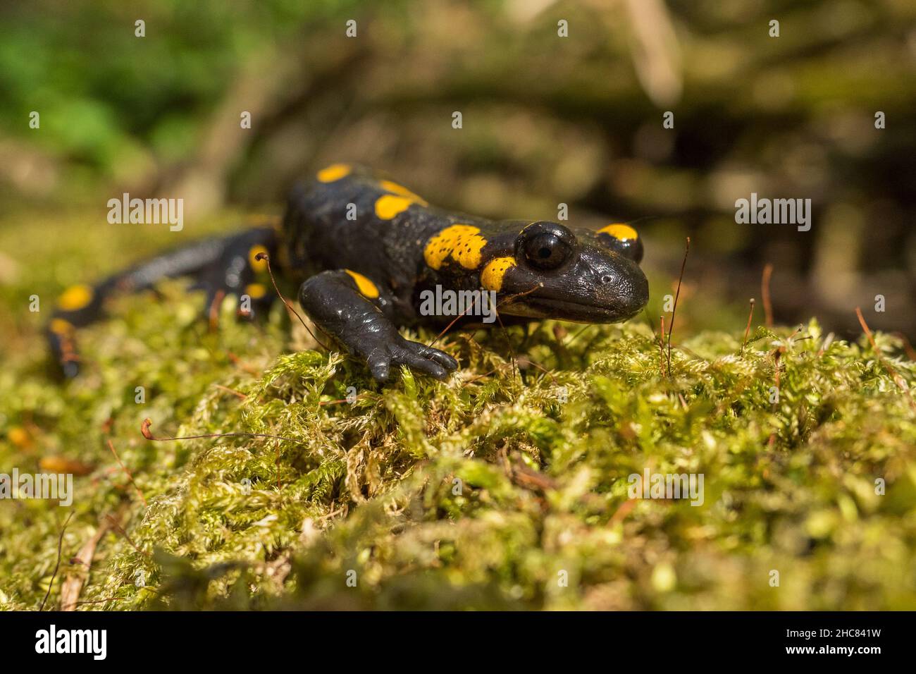 Il salamandro del fuoco (Salamandra salamandra), i Monti Bieszczady, i Carpazi, Polonia. Foto Stock
