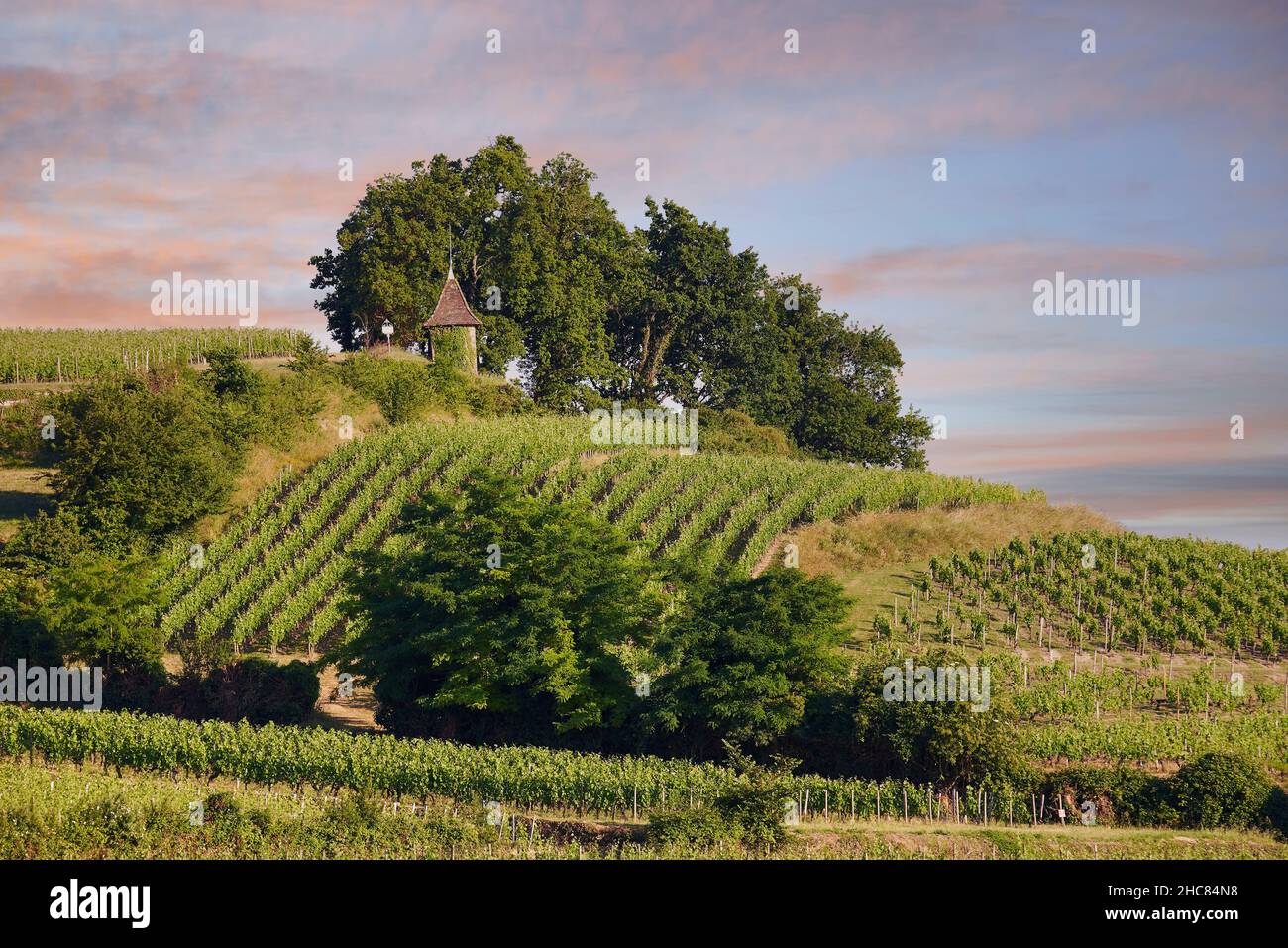 Vista dei vigneti di Saint Emilion, Gironda, Aquitania, Francia, Europa Foto Stock