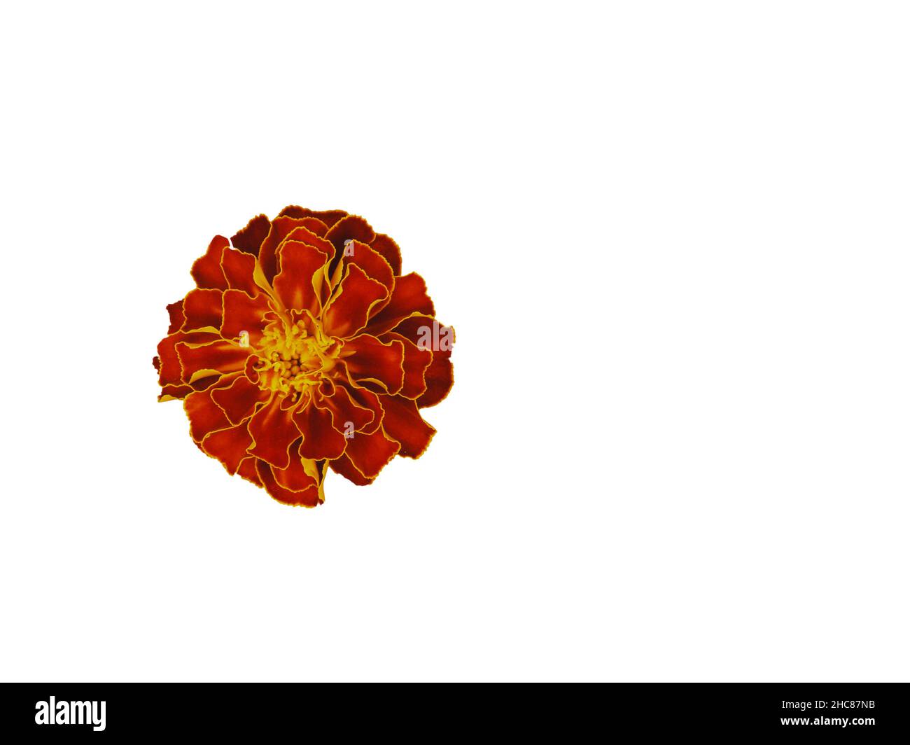 Un grande fiore di marigold, primo piano, vista dall'alto. Il fiore è isolato su sfondo bianco. Foto Stock