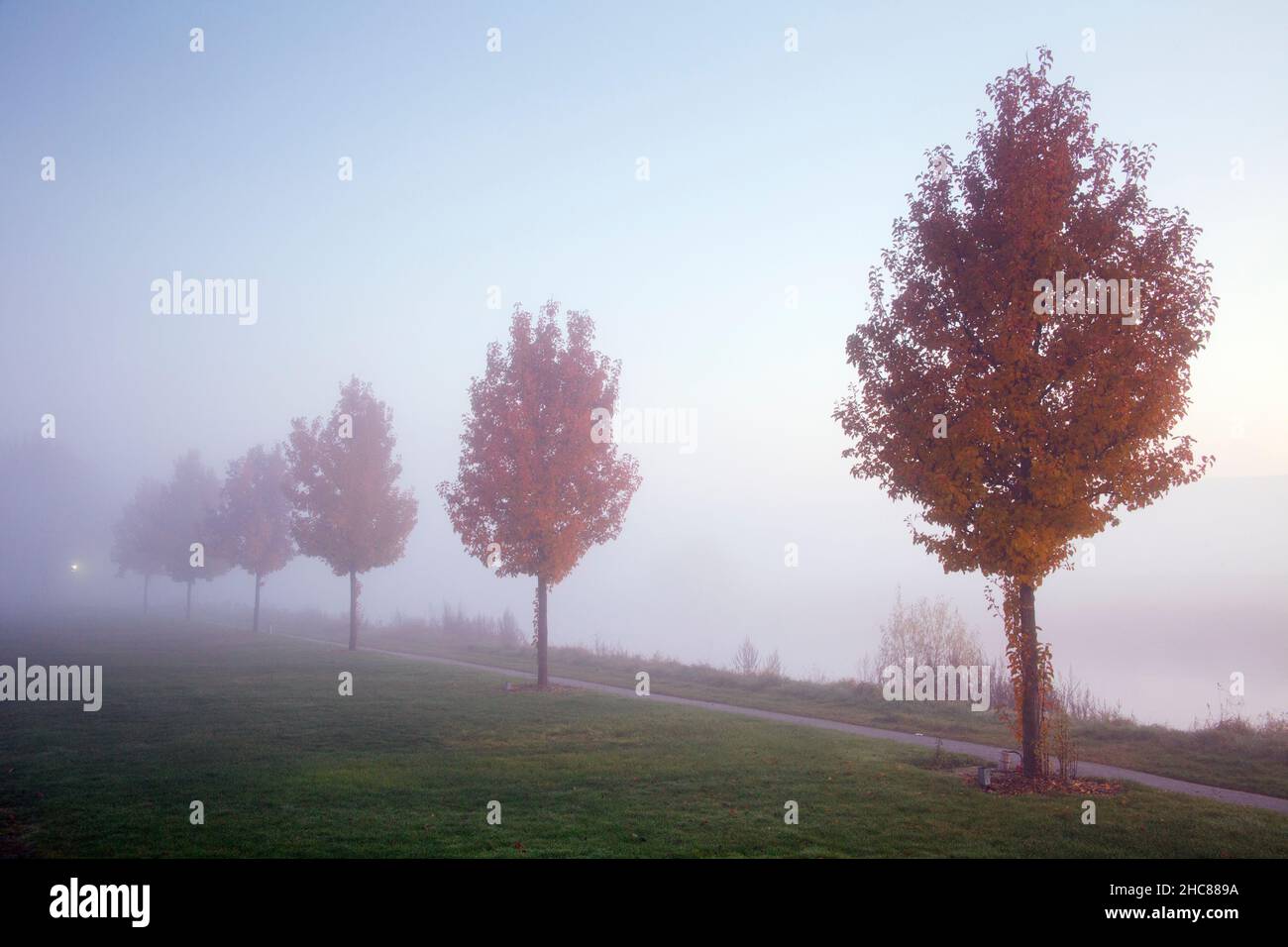 Crepuscolo nebbia, su un sentiero, a bordo di alberi, lungo le rive del fiume Weser, in autunno, ottobre, bassa Sassonia, Germania Foto Stock